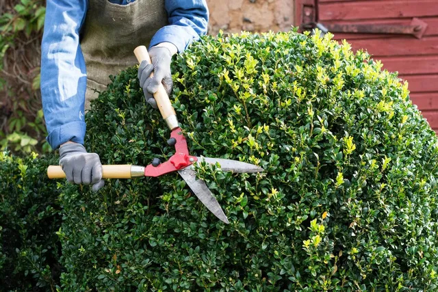 Shurb Trimming example 4